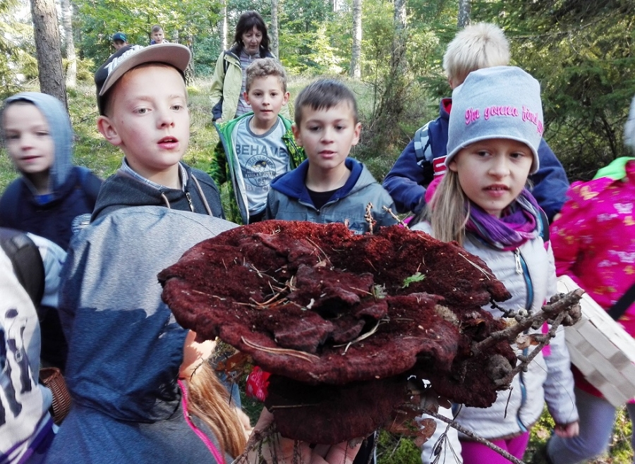 Powiatowe grzybobranie 2016’ w OEE w Szymbarku