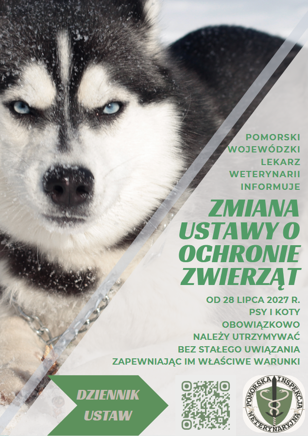 Nowe przepisy dotyczące ochrony zwierząt – ważna informacja dla właścicieli psów i kotów